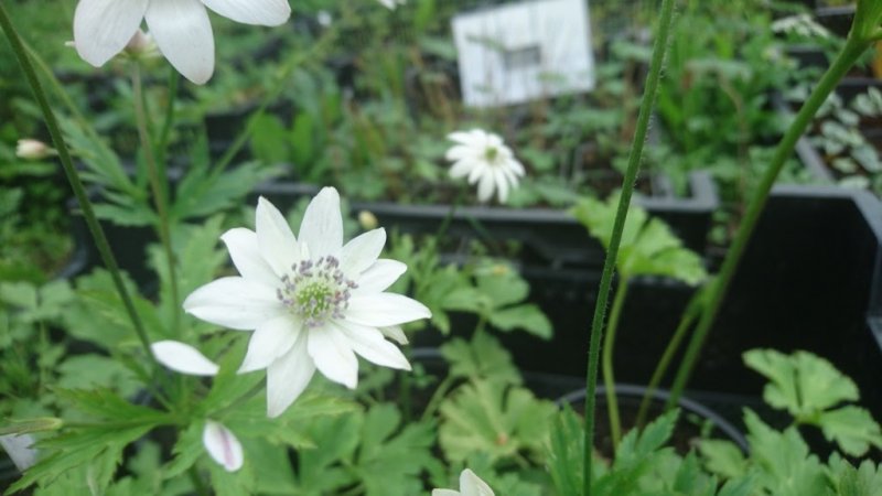 Anemone leveillei